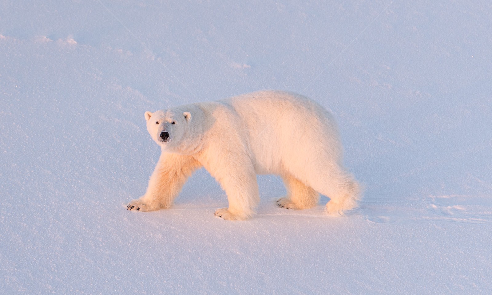 Curious polar bear