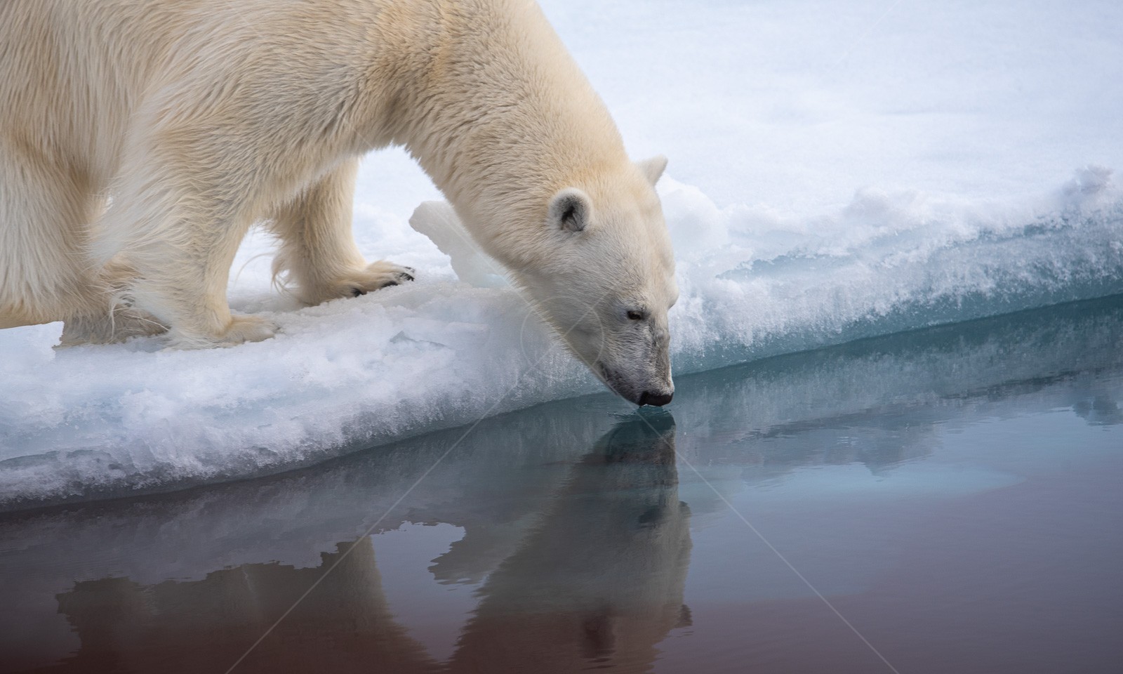 Polar bear by the water